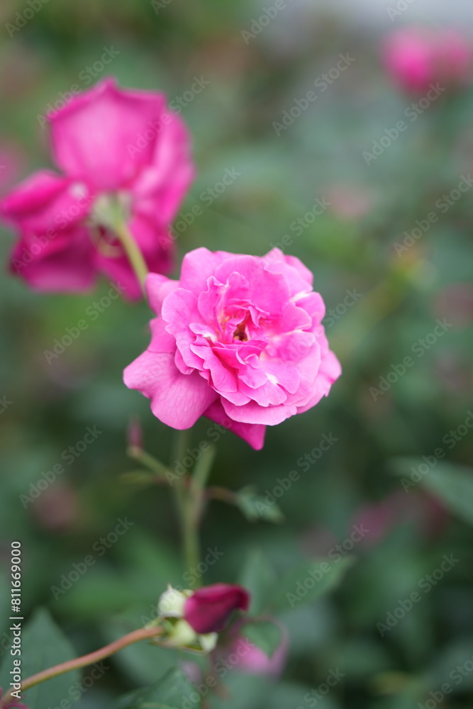 pink rose in garden pink rose in garden