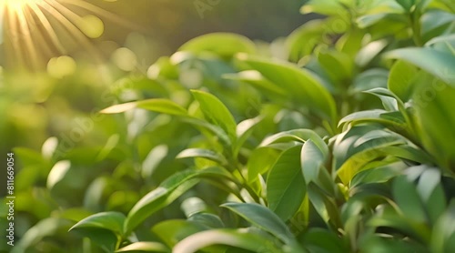 A World of Flavor in Miniature, A Close-Up of the Tea Plant's Leaves