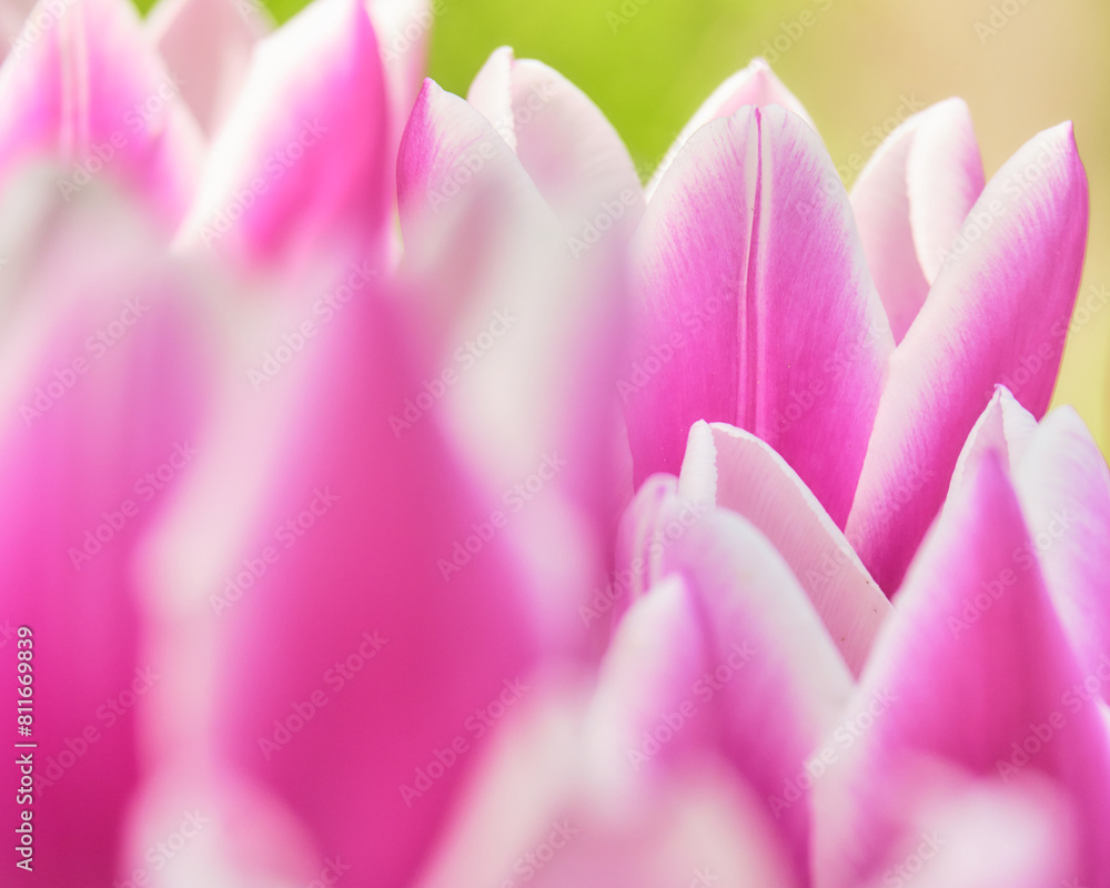 豊平公園のチューリップ・シナエダブルー / Tulips 'Synaeda Blue' in Toyohira Park 豊平公園のチューリップ・シナエダブルー / Tulips 'Synaeda Blue' in Toyohira Park