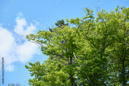 ケヤキの高木と青空 / Tall Japanese zelkova trees and blue sky photo