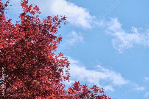 ノムラカエデと青空 / Acer palmatum and blue sky