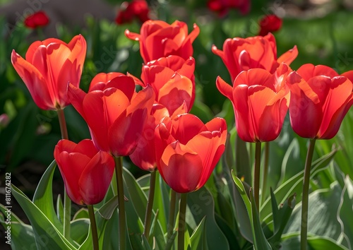 A group of vibrant red tulips are in full bloom
