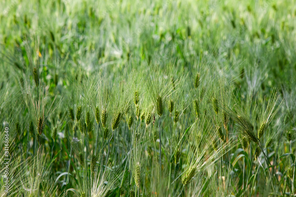 View of the barley in the farm View of the barley in the farm