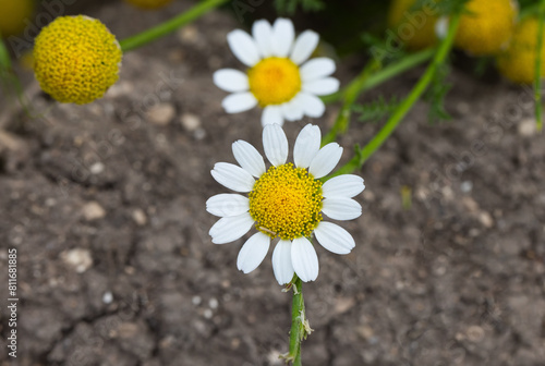 beautiful flower Chamomile closeup