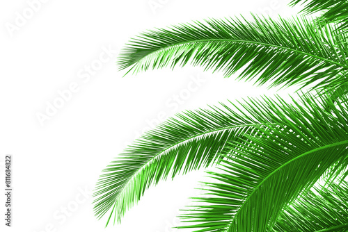Green palm leaves extending over a white background, creating a natural and vibrant layout suitable for a variety of design projects