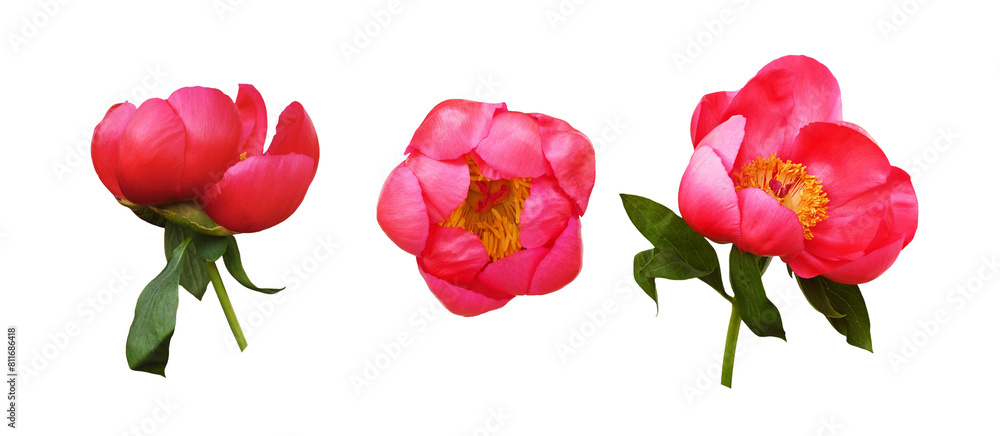 Set of coral peony flowers with green leaves isolated on white or transparent background Set of coral peony flowers with green leaves isolated on white or transparent background