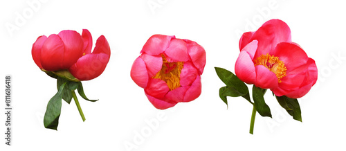 Set of coral peony flowers with green leaves isolated on white or transparent background