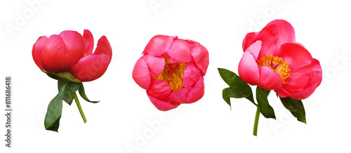 Set of coral peony flowers ...