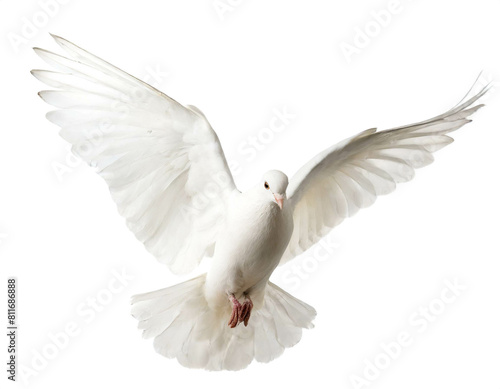 Weiße Taube isoliert auf weißen Hintergrund, Freisteller  © oxie99