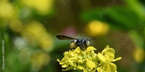  abeille du jardin 40