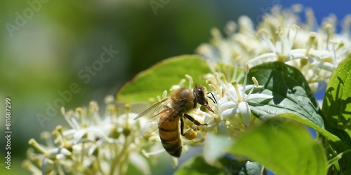  abeille du jardin 39