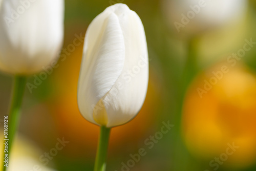 White Tulips in a spring field in the Netherlands. Blooming spring flowers tulips in the sunlight. Blossom Tulips flower in a beautiful garden. White Tulips flowers. Spring background.