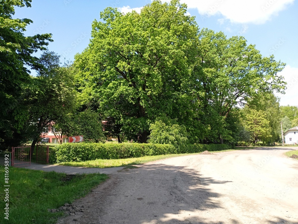 A rural road with removed asphalt next to a park with large green oak trees. The topic of bad roads and their repair. A rural road with removed asphalt next to a park with large green oak trees. The topic of bad roads and their repair.