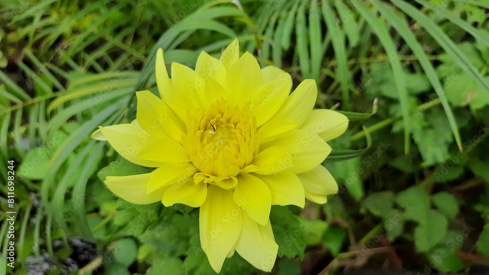 Close up of Beautiful Dahlia Seasonal Flower Close up of Beautiful Dahlia Seasonal Flower