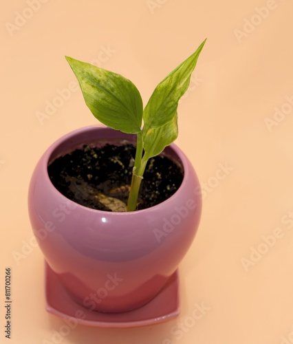 Young Turmeric Leaves, Newborn Plant Buds in Pink Pot, vertical studio Photo, Isolated on Cream Background