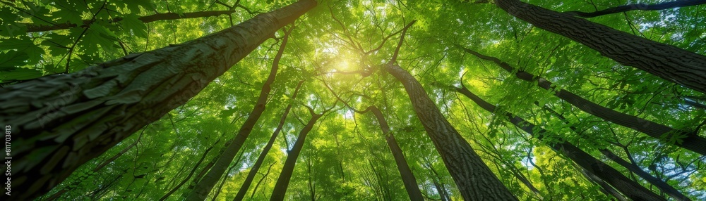 Fototapeta premium The photo shows green trees in a forest from a low angle with the sun shining through the leaves.