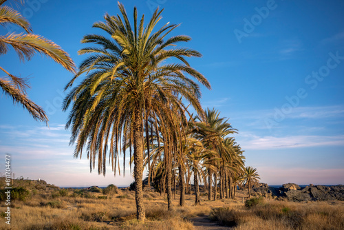 Sunset view of Percheles beach in the Cabo Cope and Puntas de Calnegre Regional Park with palm trees in line