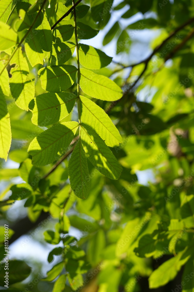 green leaves background green leaves background