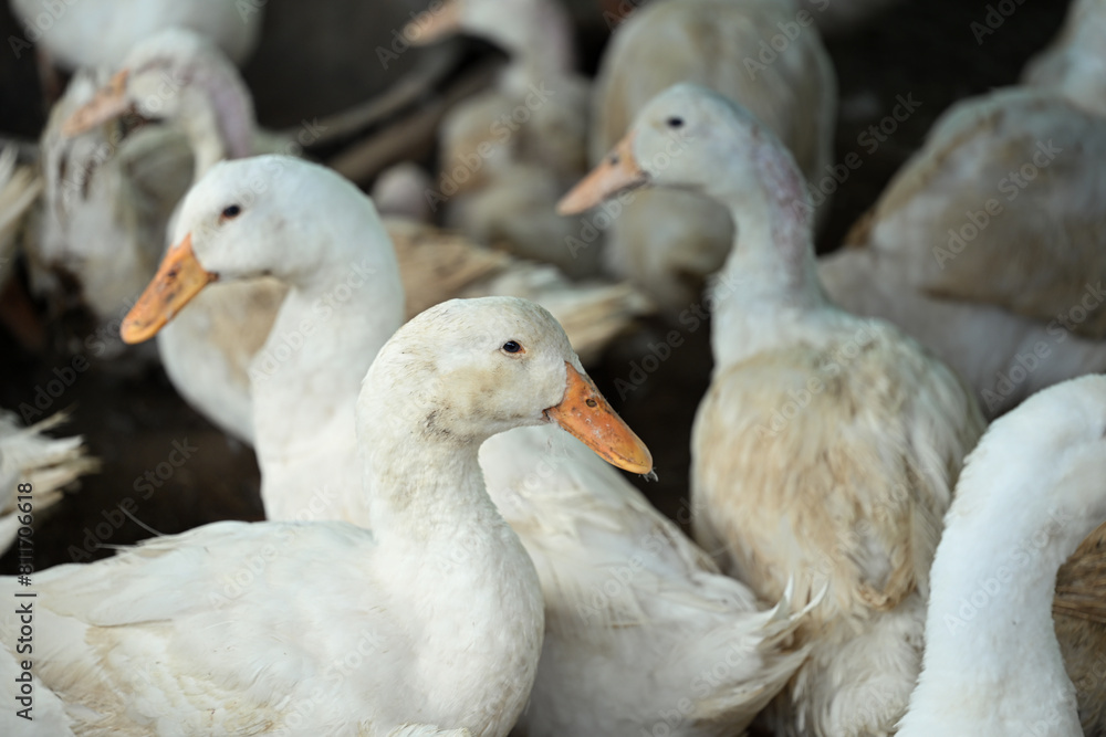 Group of ducks on organic ecological farm Group of ducks on organic ecological farm