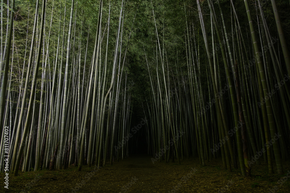 Fototapeta premium 夜間の竹林の中にある道