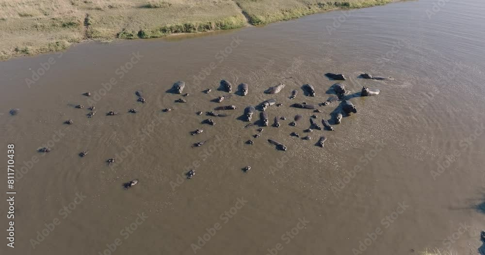 Aerial panning view. Large pod of Hippopotamus in a drying up river in the Okavango Delta. Drought. Climate change Aerial panning view. Large pod of Hippopotamus in a drying up river in the Okavango Delta. Drought. Climate change