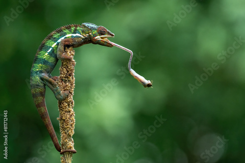Panther chameleon  Furcifer pardalis  is catching an insect as its prey with its tongue.