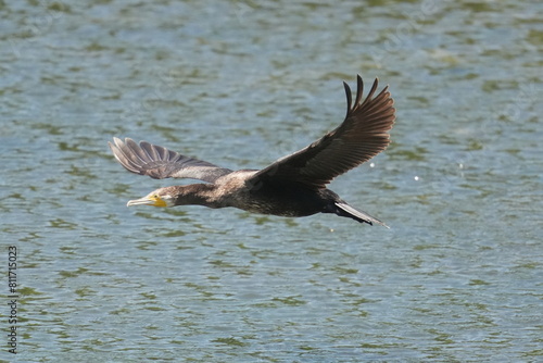 cormorant in flight