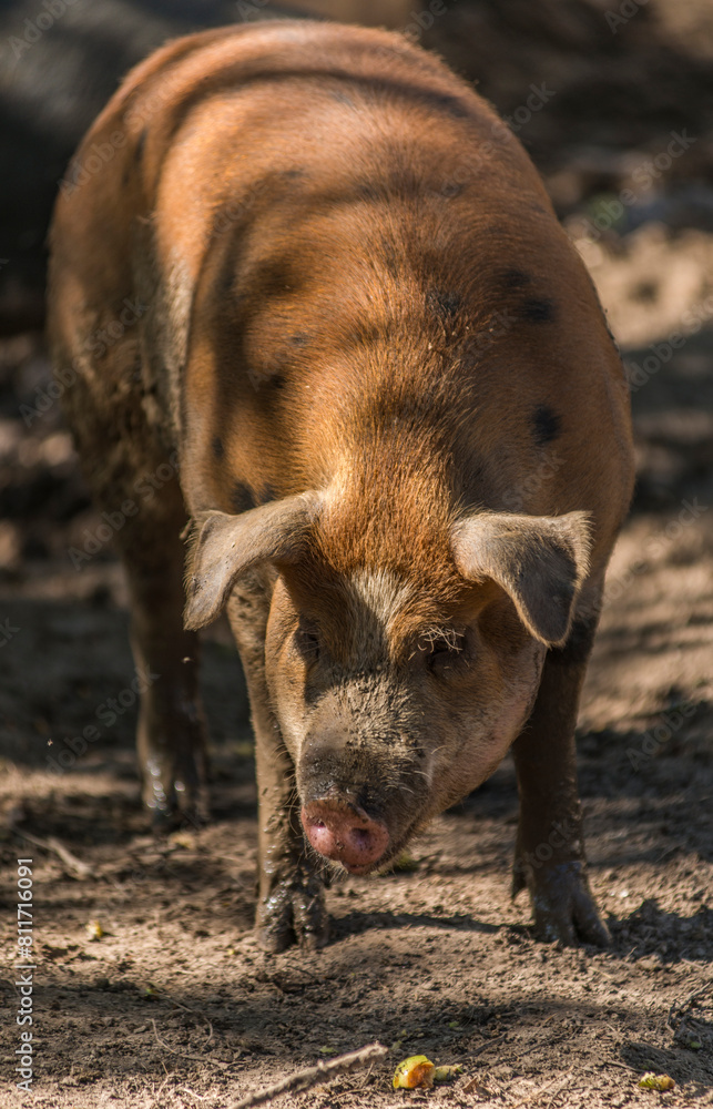 Cochon de grande taille élevé à la Trappe de Dombes au Plantay, Ain, France Cochon de grande taille élevé à la Trappe de Dombes au Plantay, Ain, France