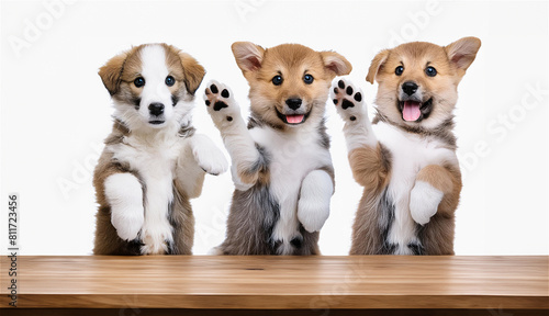 cute three dogs standing and lifting his front leg behind wooden table on white bacground,pets,mammaul,friend