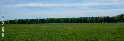 Beautiful smooth row of green trees. Panorama. There are trees at the edge of the field on sky background. Green plants frame large agricultural fields. Header. Horizon.   © GenоМ.