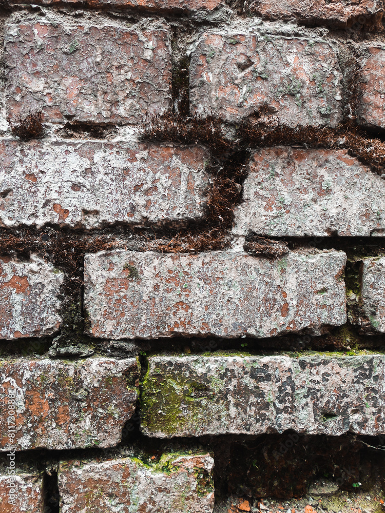 An old red brick wall. The structure is decaying and collapsing, white rashes are visible, moss has appeared in the cracks of the masonry, lichens on the surface. An old red brick wall. The structure is decaying and collapsing, white rashes are visible, moss has appeared in the cracks of the masonry, lichens on the surface.