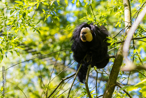 Saki à face blanche