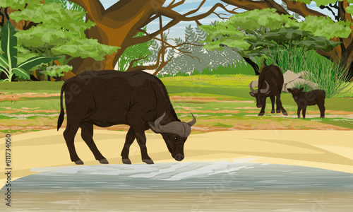 A family of African buffalos stand on the river bank. Wildlife of Africa. Realistic vector landscape