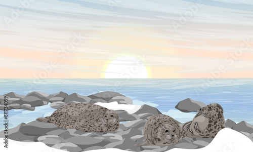A group of seals lies on the rocks on the seashore. North Sea coast. Realistic vector landscape