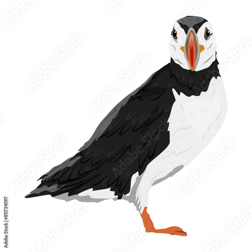 The Atlantic Puffin. Realistic Fratercula arctica. Vector birds	