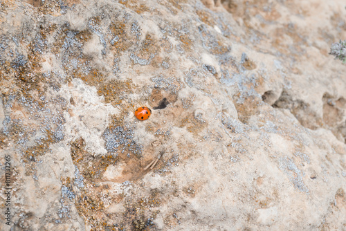 Wallpaper Mural roter Marienkäfer auf einem Stein Torontodigital.ca