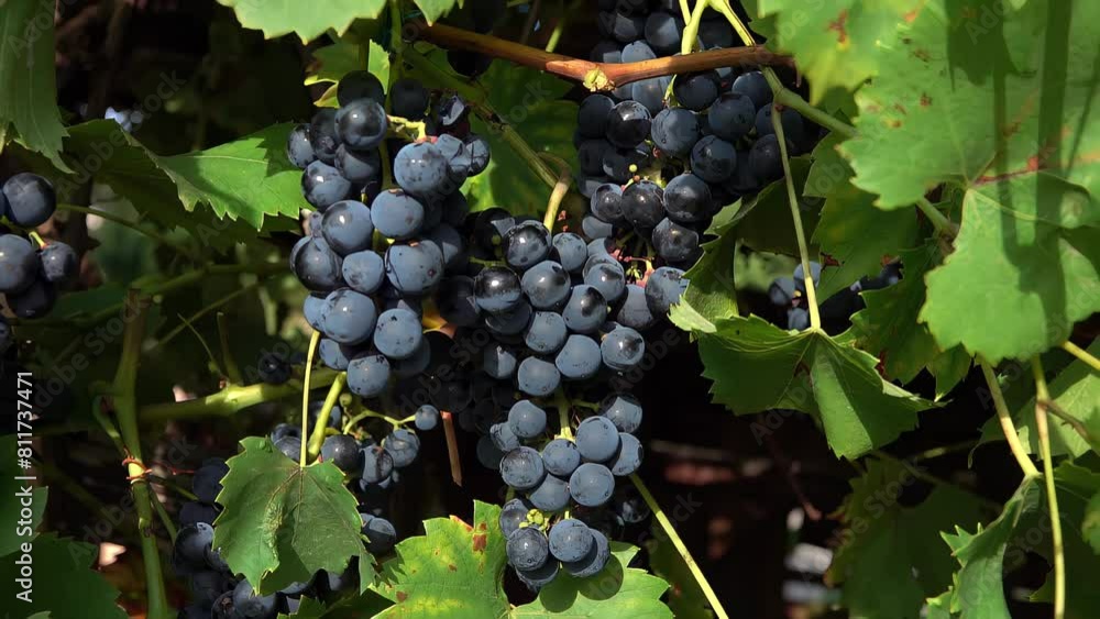 Panorama of the grape vine with ripe dark grapes. Harvest Season. Picking grapes. The Local Farm. Panorama of the grape vine with ripe dark grapes. Harvest Season. Picking grapes. The Local Farm.