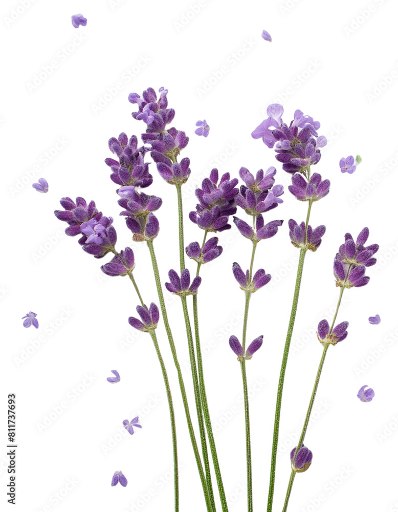 Fototapeta premium lavender flowers illustration