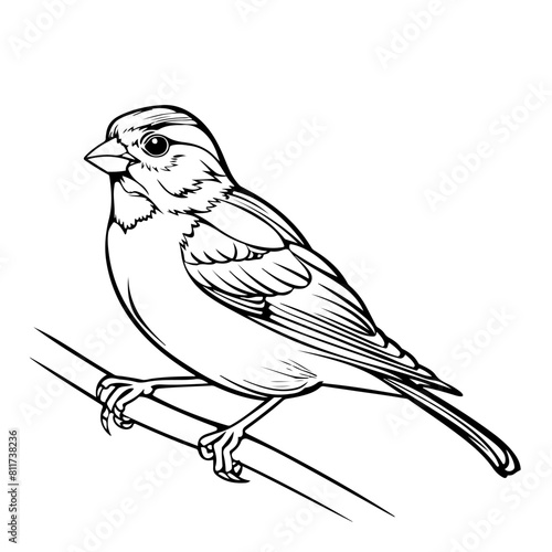 Simple Vector Outline, A sparrow on a branch, simple line art for kids' coloring.