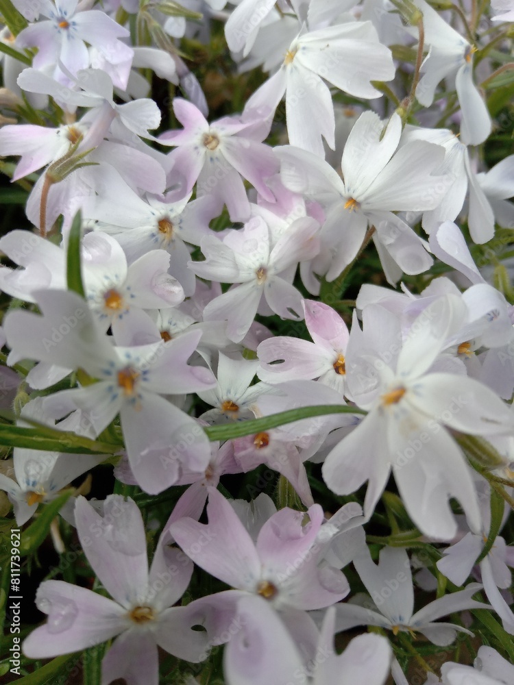 White spring flower in the garden White spring flower in the garden