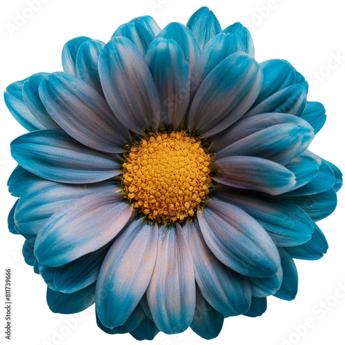 blue daisy flower