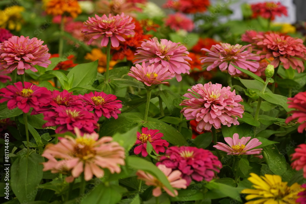 Close-up of blooming Zinnia elegans flower Close-up of blooming Zinnia elegans flower
