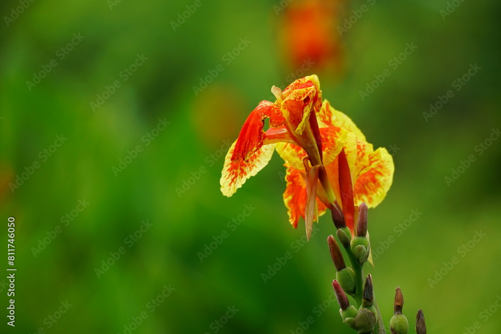 Close-up of Canna edulis red flower Close-up of Canna edulis red flower