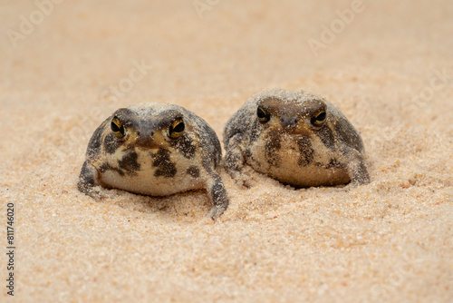 The Desert Rain Frogs, Web-footed Rain Frogs, or Boulenger's Short-headed Frogs (Breviceps macrops) is a species of frog found in Namibia and South Africa.