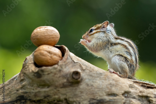 The Chipmunk (Tamias) and the walnuts. photo