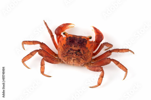The Red Apple Crab or Chameleon Crab (Metasesarma aubryi) originated from Sulawesi and Java Island in Indonesia.