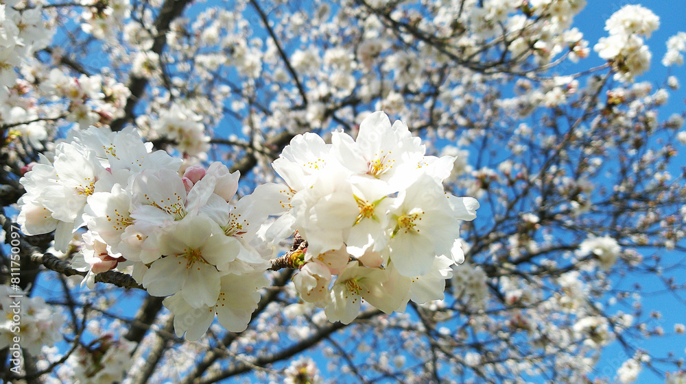 Obraz premium Sakura flower cherry blossom