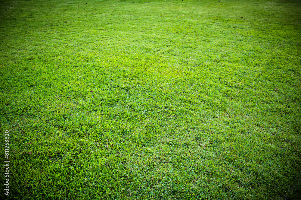 green grass texture or background. green grass texture or background.