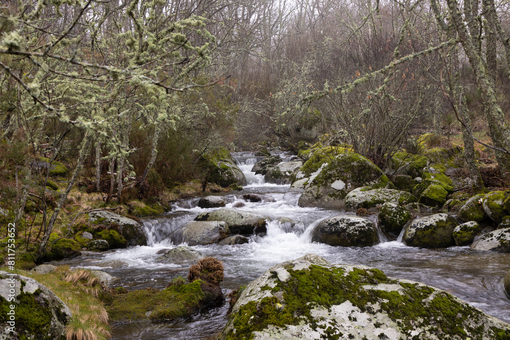 Old oak forest landscape on a misty morning with fog next to small splashing river with flowing water Old oak forest landscape on a misty morning with fog next to small splashing river with flowing water