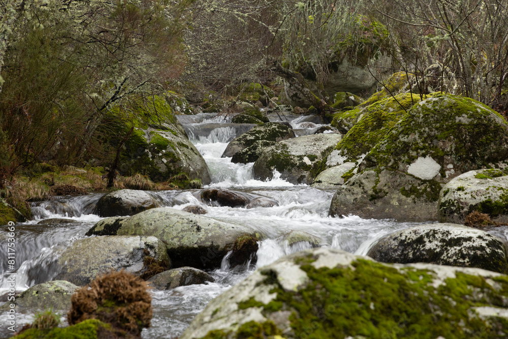 Old oak forest landscape on a misty morning with fog next to small splashing river with flowing water